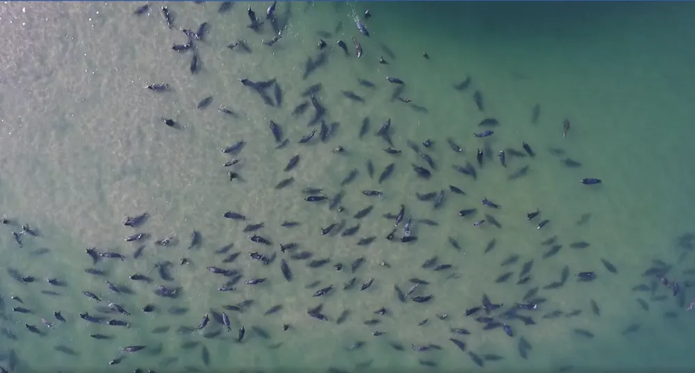 Chatham seal colony from the air