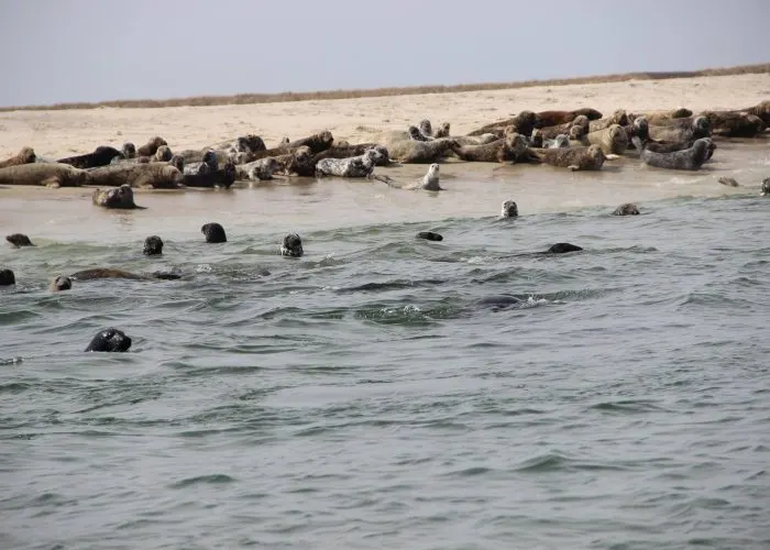 Seals on the outer bars