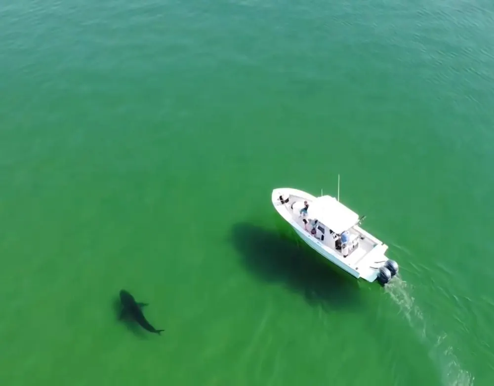 Great white shark aerial view